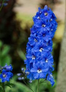 Larkspur The July Month Birth Flower