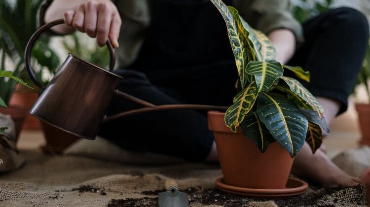 Best Decorative Watering Can Options for Gardeners in 2020