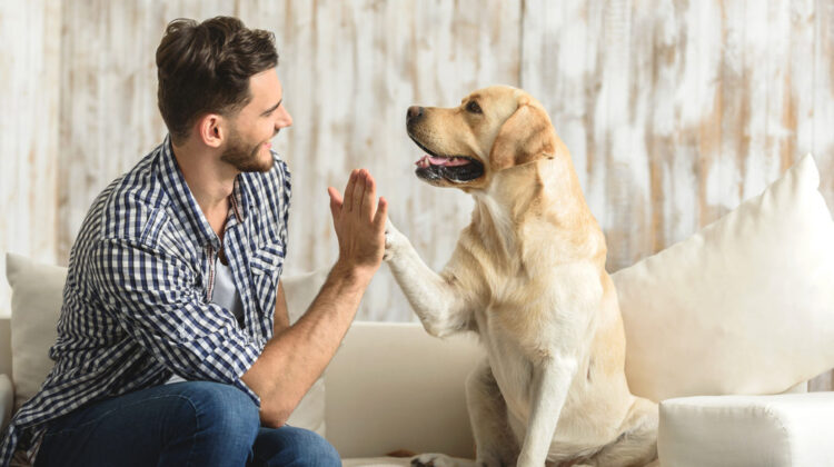 6 Easy Tricks To Reduce Pet Dander In Your Home